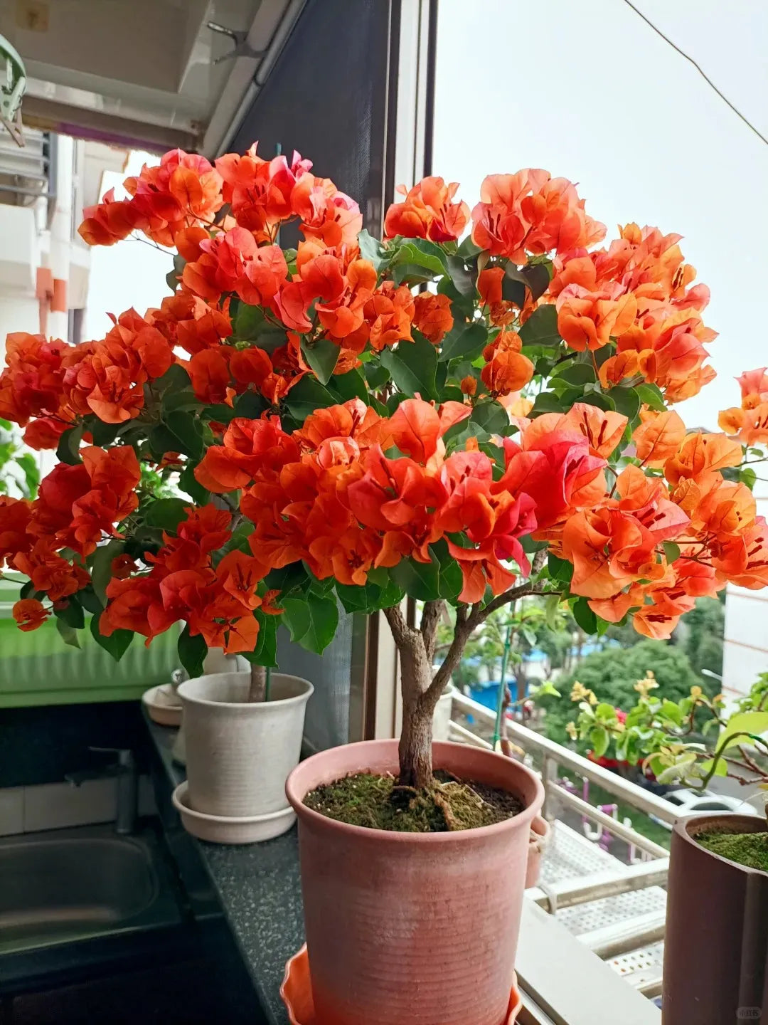 💐Bougainvillea – Easy To Grow And Beautiful