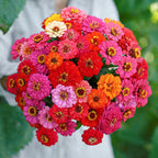 🌺Double Dwarf Zinnia Seeds