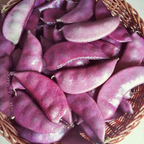 Purple Eyebrow Bean Seeds