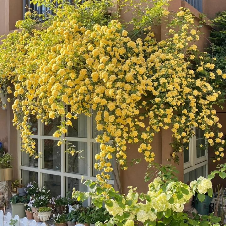 Mixed Climbing Flower Seeds -Over 30 kinds mixed