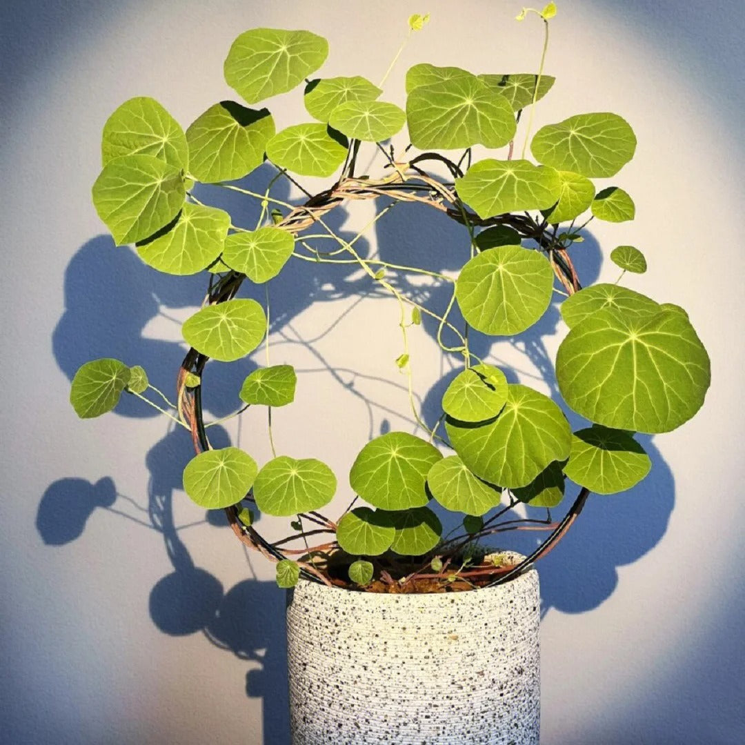 Stephania Erecta Climbing Greenery Seeds