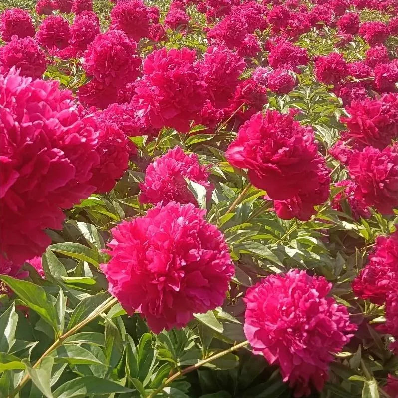 🌺Peony - Love surrounds you