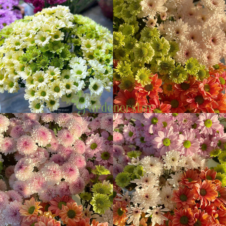 🌸Candy Chrysanthemum Seeds