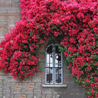 Mixed Climbing Flower Seeds -Over 30 kinds mixed