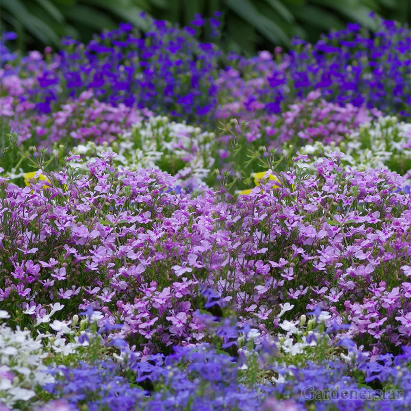 🌈Optimal Carpet Plant✨Creeping Lobelia Erinus Seeds