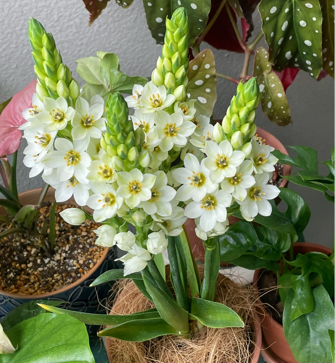 Ornithogalum 'Sonoran White'