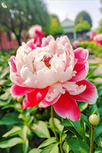 Black Beauty Peony Flower Seeds