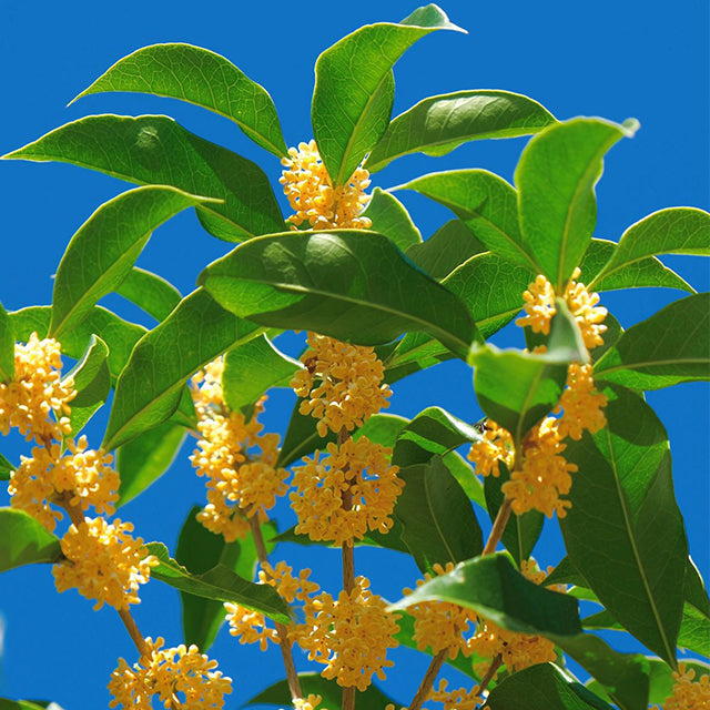 Four Seasons Osmanthus Tree Seeds
