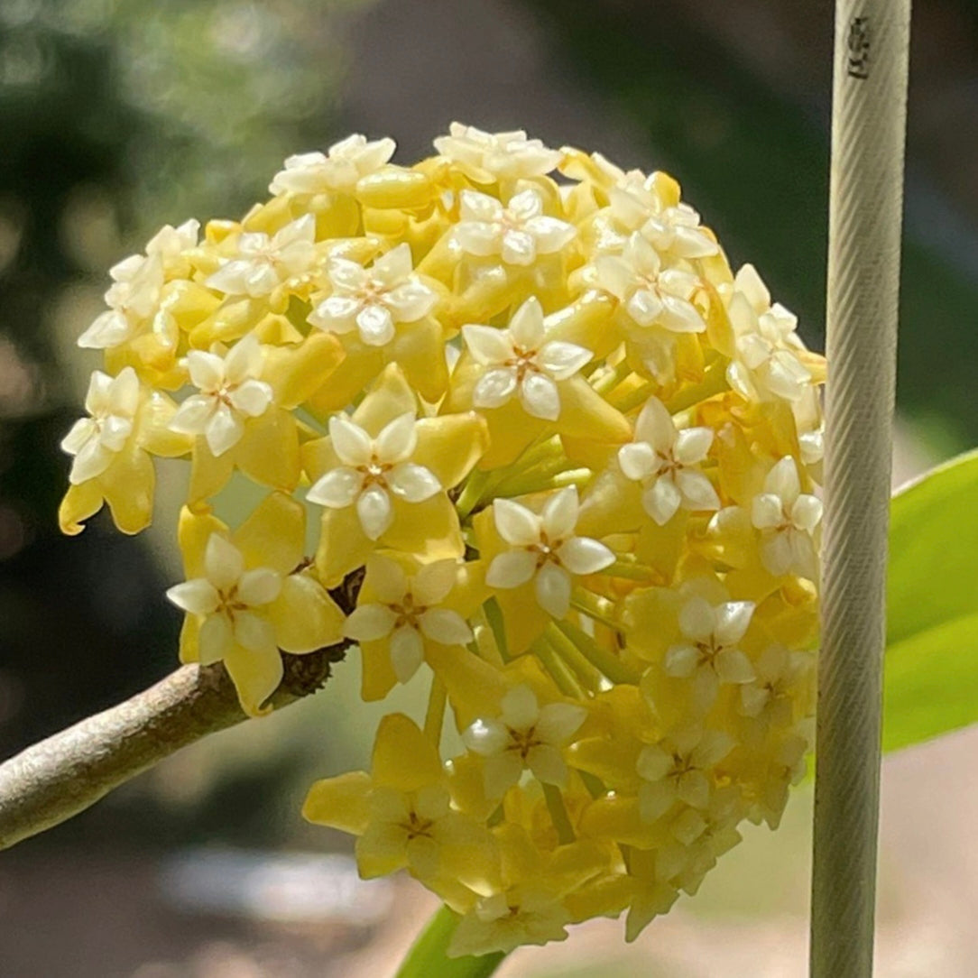 Hoya Carnosa Flower Seeds-Large Hydrangea Clustered with Many Star-shaped Florets