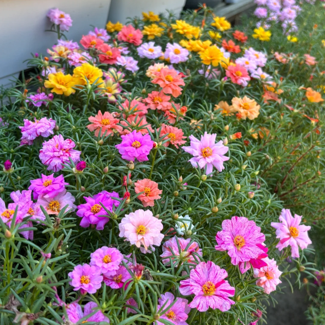 🌹Moss Rose—Immortal Flower