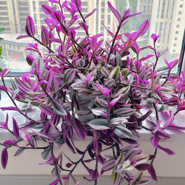 💐Oil Painting Wedding Orchid—The Wandering Jew