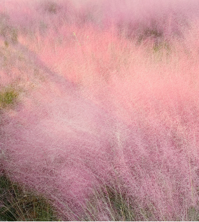 Pink Muhly Grass Seeds