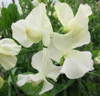 ROYAL WEDDING SWEET PEA SEED