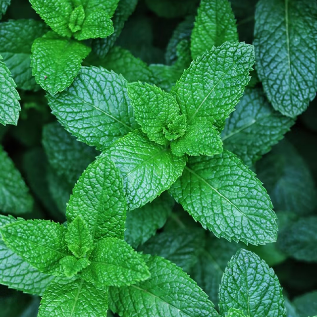 500Pcs Organic Mint Seeds Non-GMO Heirloom Packet