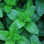 500Pcs Organic Mint Seeds Non-GMO Heirloom Packet