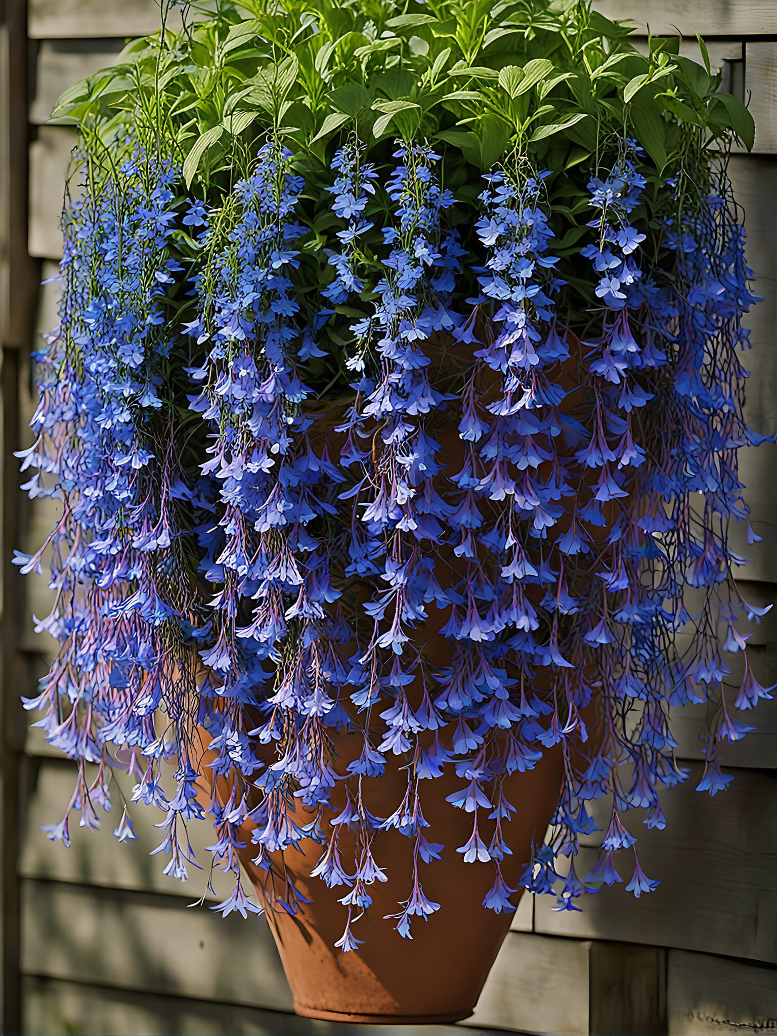 🌸 Hanging Lobelia