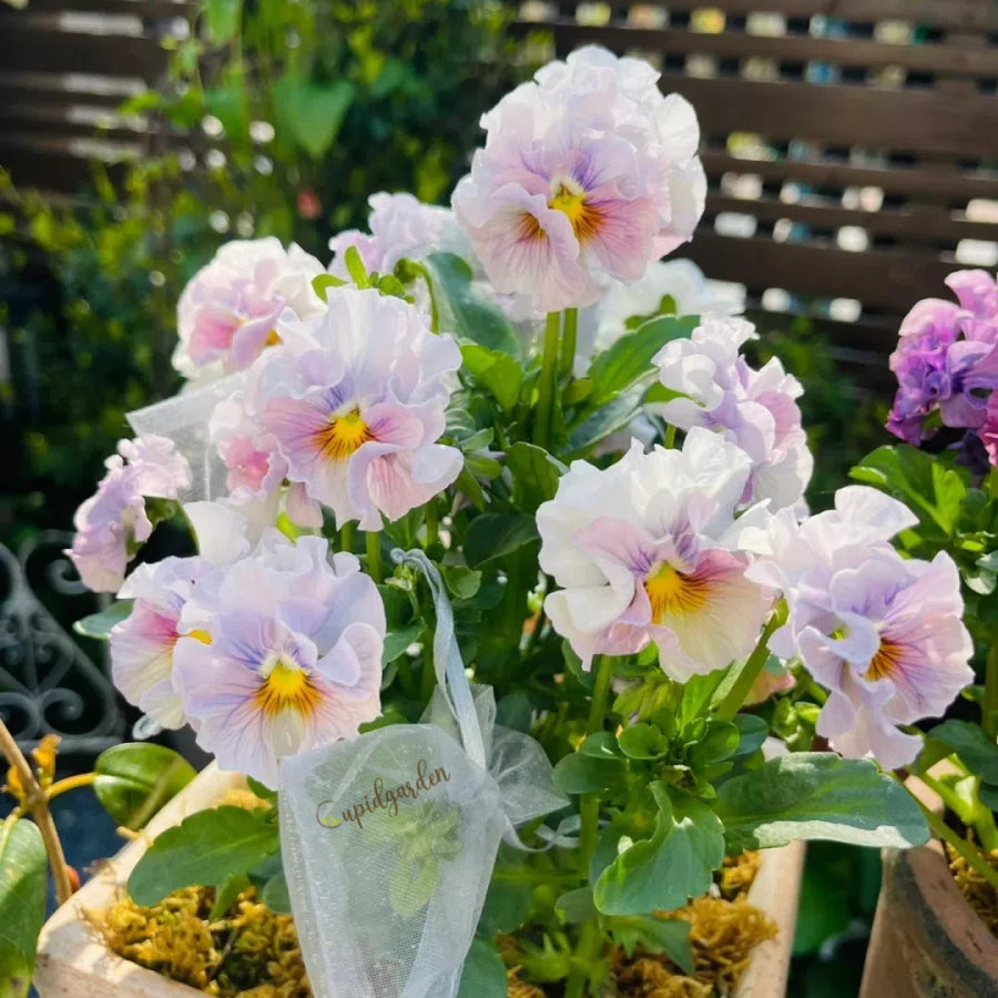 💐 Pansy Winter Elf Series - I Miss You Endlessly