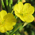 Evening Primrose Seeds