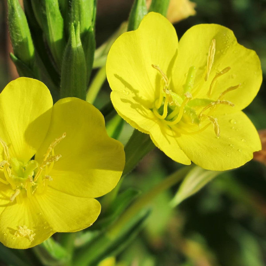 Evening Primrose Seeds