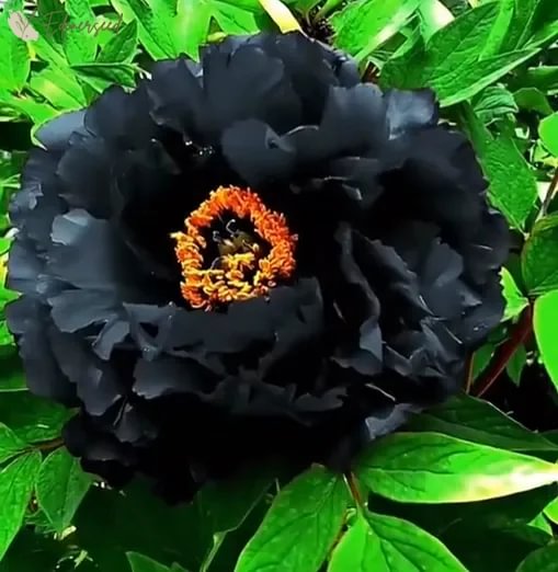 Black Beauty Peony Flower Seeds
