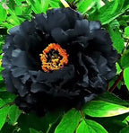 Black Beauty Peony Flower Seeds