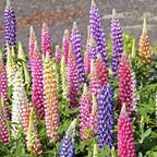 ✨🧑‍🌾New for Spring Garden💐Mix Delphinium, Foxglove, Lupine