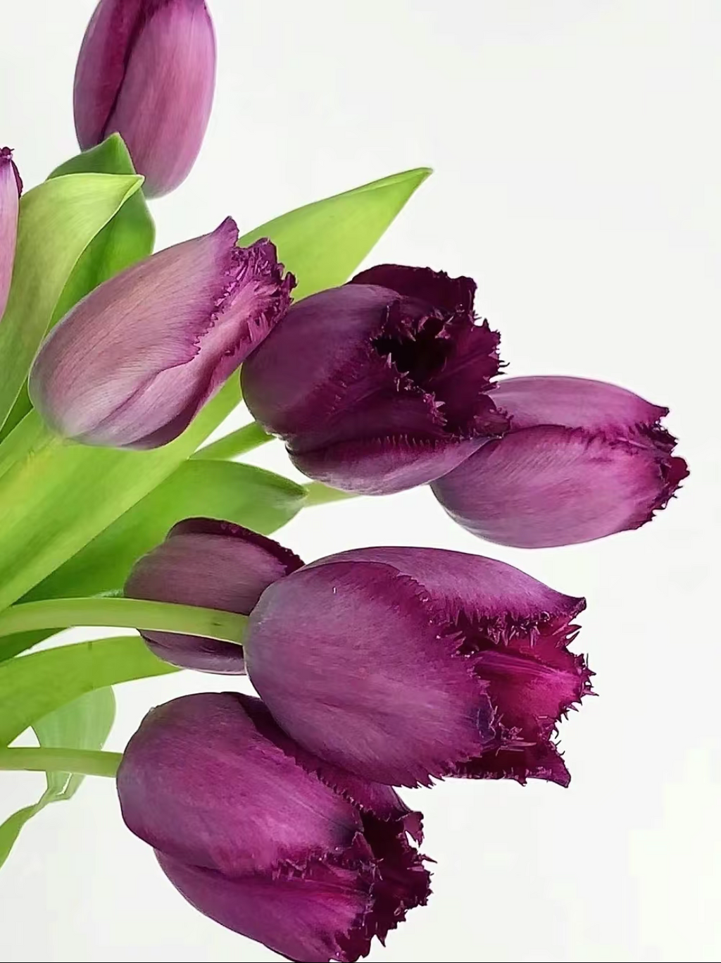 Bonsai Rare Color Tulip Seeds