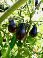 Blue Keyes Tomato Seeds • Dark Anthocyanin Pear Cherry • Open Pollinated • Modern Variety