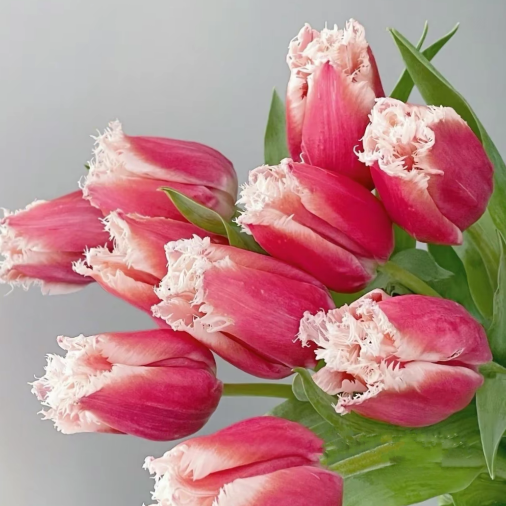Bonsai Rare Color Tulip Seeds
