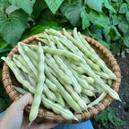 High Yielding Kidney Beans