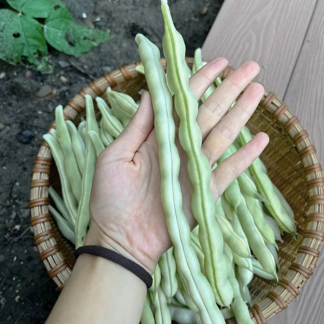 High Yielding Kidney Beans