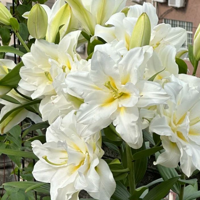 🌺Perfume Lily Bulbs—Fresh and Sweet