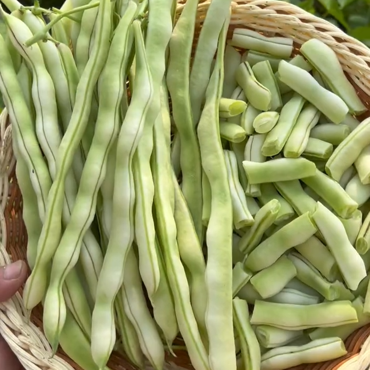 High Yielding Kidney Beans